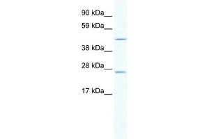 Annexin A11 antibody used at 2. (Annexin A11 抗体  (C-Term))