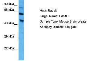 Host: Rabbit Target Name: PDE4D Sample Tissue: Mouse Brain Antibody Dilution: 1ug/ml (PDE4D 抗体  (C-Term))