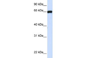WB Suggested Anti-LRRC4C Antibody Titration:  0. (LRRC4C 抗体  (N-Term))