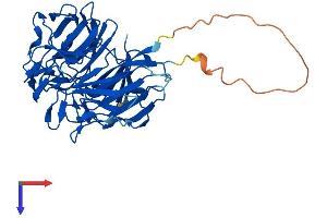 RABEPK Protein (AA 1-372) (His tag)