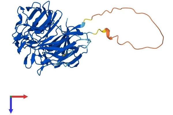 RABEPK Protein (AA 1-372) (His tag)