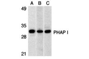 Western Blotting (WB) image for anti-PHAP I (C-Term) antibody (ABIN1030579) (PHAP I 抗体  (C-Term))