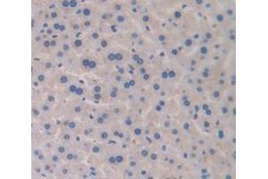 IHC-P analysis of Mouse Tissue, with DAB staining. (Transferrin 抗体  (AA 360-682))