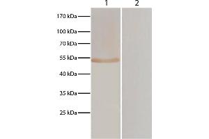 Lane 1 - pVAX-EF-1α transfected BHK cells Lane 2 - pVAXI transfected BHK cells pVAX-EF-1α and pVAXI transfected BHK cells were resolved by electrophoresis, transferred to membrane, and probed with anti-T. (山羊 anti-小鸡 IgY (Heavy & Light Chain) Antibody (PE))