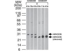 Western blot analysis of ARHGDIB in Jurkat cells using ARHGDIB monoclonal antibody, clone 10D774  at 2 ug/mL and ARHGDIB monoclonal antibody, clone 97A1015  at 0. (ARHGDIB 抗体  (Cleavage Site))