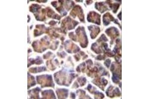 Immunohistochemistry analysis in formalin fixed and paraffin embedded human pancreas tissue reacted with GNAS Antibody (C-term) followed by peroxidase conjugation of the secondary antibody and DAB staining.