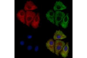 ABIN7094242 and ABIN7098289 staining Hela cells by IF/ICC.