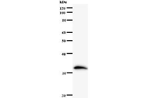 Western Blotting (WB) image for anti-Zinc Finger and SCAN Domain Containing 21 (Zscan21) antibody (ABIN932469) (ZSCAN21 抗体)