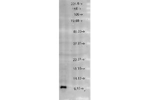 Cpn10 Western Blot. (HSPE1 抗体  (C-Term))