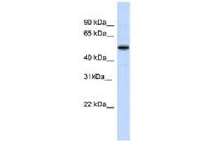 Image no. 1 for anti-Iroquois Homeobox 3 (IRX3) (AA 107-156) antibody (ABIN6741694) (IRX3 抗体  (AA 107-156))