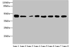 Western blot All lanes: ACTL6A antibody at 4 μg/mL Lane 1: Mouse thymus tissue Lane 2: Mouse spleen tissue Lane 3: Mouse heart tissue Lane 4: Jurkats whole cell lysate Lane 5: K562 whole cell lysate Lane 6: Hela whole cell lysate Lane 7: A549 whole cell lysate Lane 8: MCF-7 whole cell lysate Secondary Goat polyclonal to rabbit IgG at 1/10000 dilution Predicted band size: 48, 44 kDa Observed band size: 48 kDa (BAF53A 抗体  (AA 1-280))