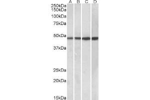 ABIN1590046 (0. (BEND5 抗体  (C-Term))