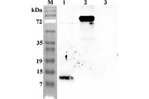 Western blot analysis using anti-Granulin C (human), pAb  at 1:4'000 dilution. (Granulin 抗体)