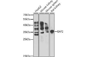 Western blot analysis of extracts of various cell lines, using E antibody (ABIN6127826, ABIN6139905, ABIN6139906 and ABIN6222933) at 1:1000 dilution. (EAF2 抗体  (AA 1-170))