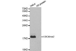 Western Blotting (WB) image for anti-Histone 3 (H3) (H3K36me2) antibody (ABIN3016036)