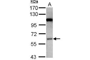 Image no. 2 for anti-Mitogen-Activated Protein Kinase Kinase Kinase 3 (MAP3K3) (Internal Region) antibody (ABIN1496076) (MAP3K3 抗体  (Internal Region))