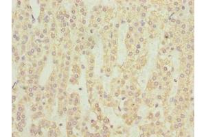 Immunohistochemistry (IHC) image for anti-Neuromedin U Receptor 1 (NMUR1) (AA 360-426) antibody (ABIN7161338)
