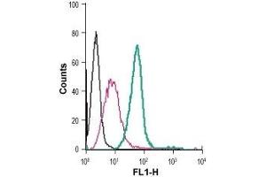 Cell surface detection of CysLTR1 in live intact mouse J774 macrophage cells: (black line) Cells. (CysLTR1 抗体  (Extracellular) (FITC))