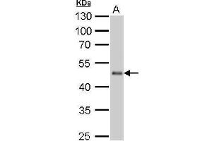 Western Blotting (WB) image for anti-Eukaryotic Translation Elongation Factor 1 alpha 2 (EEF1A2) antibody (ABIN2855358)