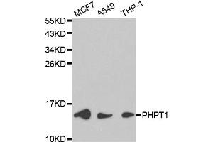 Western blot analysis of extracts of various cell lines, using PHPT1 antibody (ABIN6292129) at 1:1000 dilution. (PHPT1 抗体)