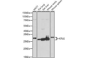 Western blot analysis of extracts of various cell lines, using KITLG antibody (ABIN6128159, ABIN6142901, ABIN6142902 and ABIN6221323) at 1:1000 dilution. (KIT Ligand 抗体  (AA 26-214))