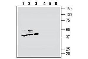 Western blot analysis of mouse BV-2 microglia cell line lysate (lanes 1 and 4), human THP-1 monocytic leukemia cell line lysate (lanes 2 and 5) and human MEG-01 megakaryoblastic leukemia cell line lysate (lanes 3 and 6): - 1-3. (HTR7 抗体  (Extracellular, N-Term))