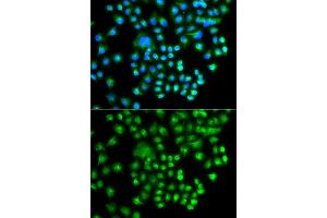 Immunofluorescence analysis of A549 cells using PRKACG antibody (ABIN5975722). (PRKACG 抗体)