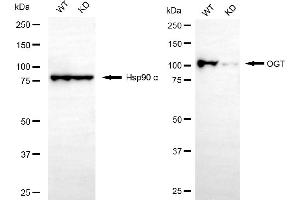 Western blotting analysis using OGT antibody (ABIN7799694). (Recombinant OGT 抗体)
