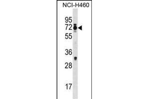 Mouse Csrnp2 Antibody (N-term) (ABIN1539328 and ABIN2850074) western blot analysis in NCI- cell line lysates (35 μg/lane). (CSRNP2 抗体  (N-Term))
