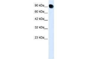 MED16 抗体  (C-Term)