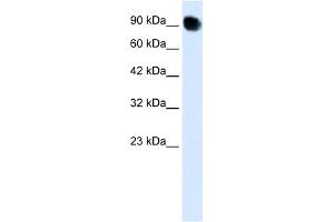 WB Suggested Anti-THRAP5 Antibody Titration:  0. (MED16 抗体  (C-Term))