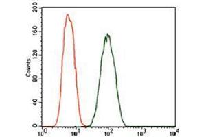 Flow cytometric analysis of A549 cells using DCTN4 mouse mAb (green) and negative control (red). (Dynactin 4 抗体  (AA 57-298))