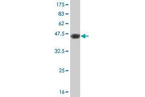 Western Blotting (WB) image for anti-Phosphatidylinositol-4-Phosphate 5-Kinase, Type I, beta (PIP5K1B) (AA 201-310) antibody (ABIN521867)