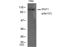 Western blot analysis of extracts from Hela cells using STAT1(Phospho-Ser727) Antibody. (STAT1 抗体  (pSer727))