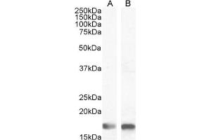 (ABIN184738) (1 μg/mL) staining of Mouse (A) and Rat (B) Brain lysate (35 μg protein in RIPA buffer).