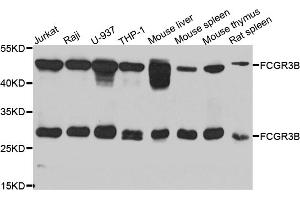 Western blot analysis of extracts of various cell lines, using FCGR3B antibody (ABIN5975220) at 1/1000 dilution. (FCGR3B 抗体)