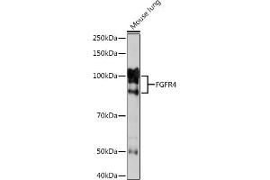 Western blot analysis of extracts of Mouse lung, using FGFR4 Rabbit mAb (ABIN7267193) at 1:1000 dilution. (FGFR4 抗体)