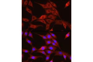 Immunofluorescence analysis of NIH/3T3 cells using TRIM4 Rabbit pAb (ABIN7270999) at dilution of 1:250 (40x lens). (TRIM4 抗体  (AA 1-280))
