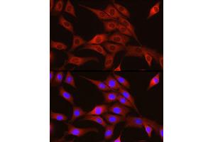 Immunofluorescence analysis of NIH/3T3 cells using TRIM4 Rabbit pAb (ABIN7270999) at dilution of 1:250 (40x lens). (TRIM4 抗体  (AA 1-280))