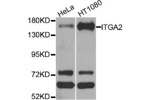 Western blot analysis of extracts of HeLa and HT1080 cell lines, using ITGA2 antibody.