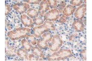 IHC-P analysis of Mouse Kidney Tissue, with DAB staining. (PTPRJ 抗体  (AA 567-842))