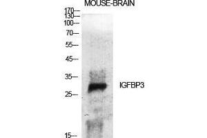Western Blot (WB) analysis of specific cells using IGFBP3 Polyclonal Antibody.