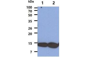 The Cell lysates (40ug) were resolved by SDS-PAGE, transferred to PVDF membrane and probed with anti-human COX5A antibody (1:1000). (COX5A 抗体)