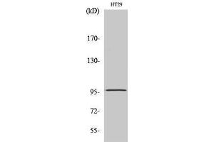 Western Blotting (WB) image for anti-Dimethylglycine Dehydrogenase (DMGDH) (C-Term) antibody (ABIN3184319)