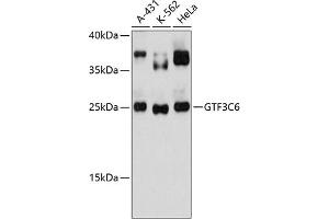 Western blot analysis of extracts of various cell lines, using GTF3C6 antibody (ABIN6133328, ABIN6141520, ABIN6141521 and ABIN6217157) at 1:3000 dilution. (GTF3C6 抗体  (AA 1-213))