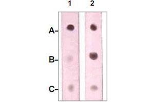 Dot Blot : 1 ug peptide was blot onto NC membrane. (Neurofibromin 1 抗体  (pSer2741))