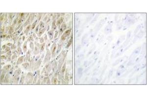 Immunohistochemistry (IHC) image for anti-Distal-Less Homeobox 3 (DLX3) (AA 71-120) antibody (ABIN1533520)