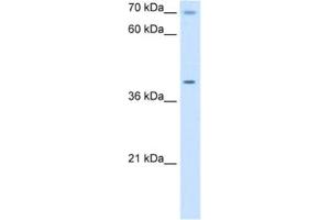 Western Blotting (WB) image for anti-Cytochrome C Oxidase Assembly Homolog 15 (COX15) antibody (ABIN2462983) (COX15 抗体)