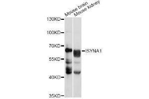Western blot analysis of extracts of various cell lines, using ISYNA1 antibody (ABIN5996670) at 1/1000 dilution. (ISYNA1 抗体)