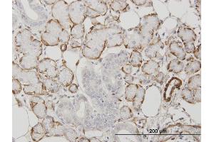 Immunostaining (ISt) image for anti-Actin, alpha 2, Smooth Muscle, Aorta (ACTA2) (AA 1-377) antibody (ABIN559755)